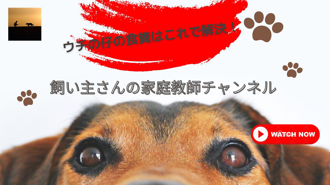 札幌｜犬のしつけ｜ドッグトレーナー｜問題行動修正｜出張トレーニング｜飼い主さんの家庭教師®️