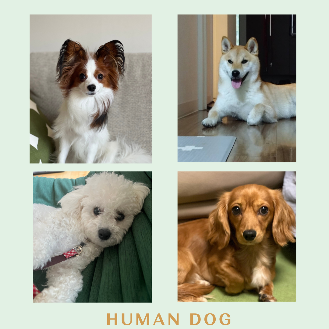 札幌｜犬のしつけ｜ドッグトレーナー｜問題行動修正｜出張トレーニング｜飼い主さんの家庭教師®️