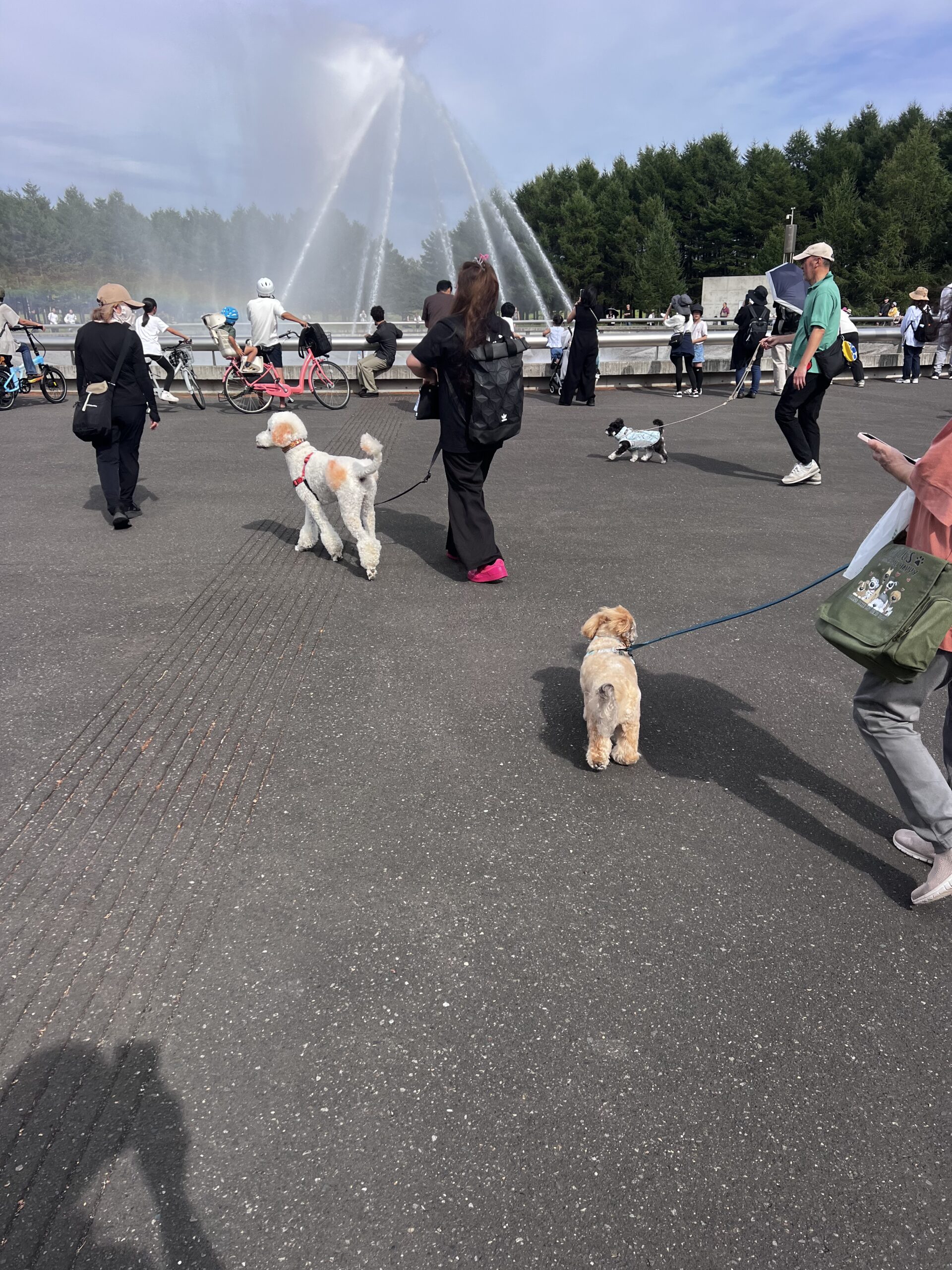 札幌｜犬のしつけ｜ドッグトレーナー｜問題行動修正｜出張トレーニング｜飼い主さんの家庭教師®️